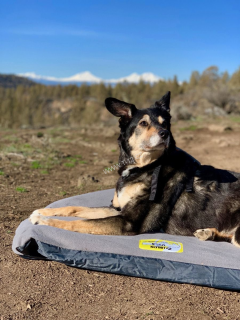 Nafukovací podložka pro psa Klymit Moon Dog Bed Large